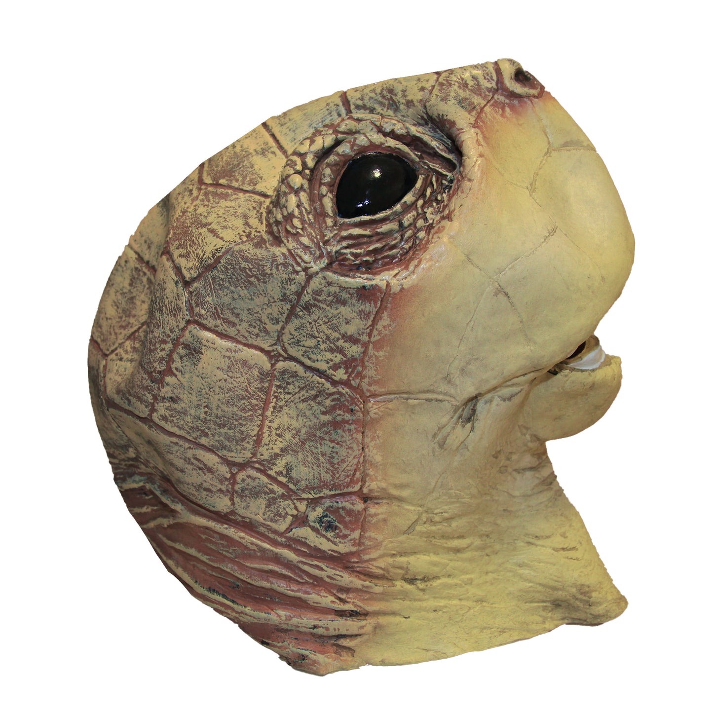 Multicoloured - Back - Bristol Novelty Unisex Turtle Mask