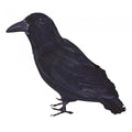 Front - Bristol Novelty Feather Raven