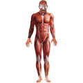 Front - Smiffys Mens Anatomy Man Costume