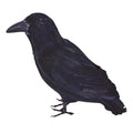 Black - Front - Bristol Novelty Feather Raven