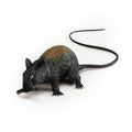 Black-Brown - Front - Bristol Novelty Squeaking Rat
