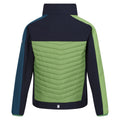 Navy-Piquant Green - Back - Regatta Childrens-Kids Brynden Padded Full Zip Soft Shell Jacket