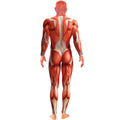 Red - Back - Smiffys Mens Anatomy Man Costume