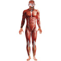 Red - Front - Smiffys Mens Anatomy Man Costume