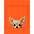 Orange - Side - Inquisitive Creatures Chihuahua Tote Bag